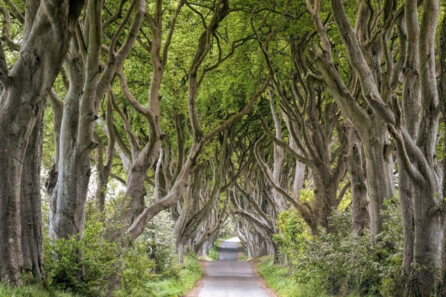 Dublin: Giants Causeway, Dark Hedges, Dunluce & Belfast Tour - Giant’s Causeway: Your Main Attraction and the Best Use of Time