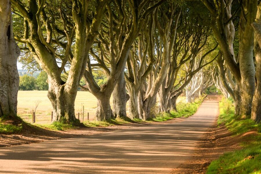 Dublin: Giants Causeway, Dark Hedges, Dunluce & Belfast Tour - Timing, Order, and Weather: How the Day Stays Flexible