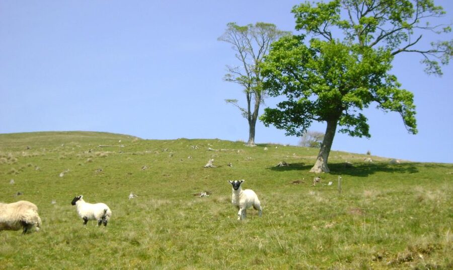 Edinburgh: Hill & Nature Hike With a Local - Who this hike is perfect for, and who should pass