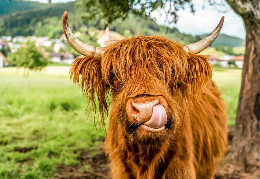 Edinburgh: Loch Ness, Glencoe & the Scottish Highlands Tour - From Castle Terrace to Callander: your first Highlands taste