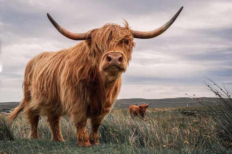 Edinburgh: Loch Ness, Inverness & Highlands Tour in Spanish - Glen Coe’s three viewpoints: why you get multiple stops