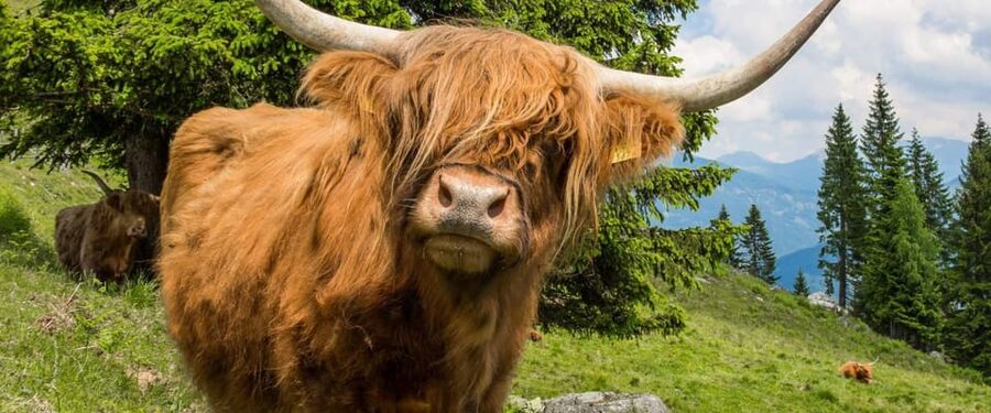 Edinburgh: Loch Ness, Scenic Walk, Glencoe & Whisky Day Tour - The guide makes the day: humor, timing, and smart stops