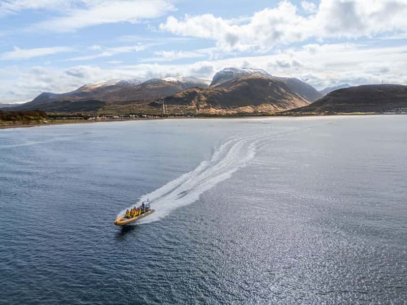 Fort William: 1hr Loch Safari Speedboat Tour - Wildlife spotting: what you can look for from the boat