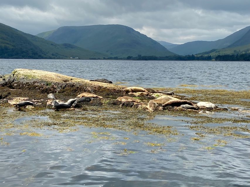 Fort William: Seal Island Boat Tour - Price and value: why $51 makes sense for a 2-hour wildlife plus history combo