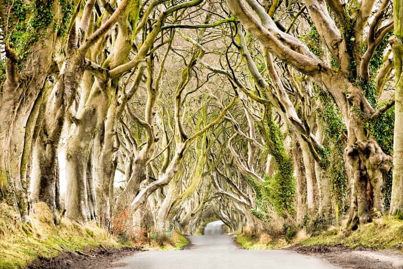 From Belfast: Giant's Causeway & Titanic Experience Belfast - Price and logistics: does $85 feel fair for what you get?
