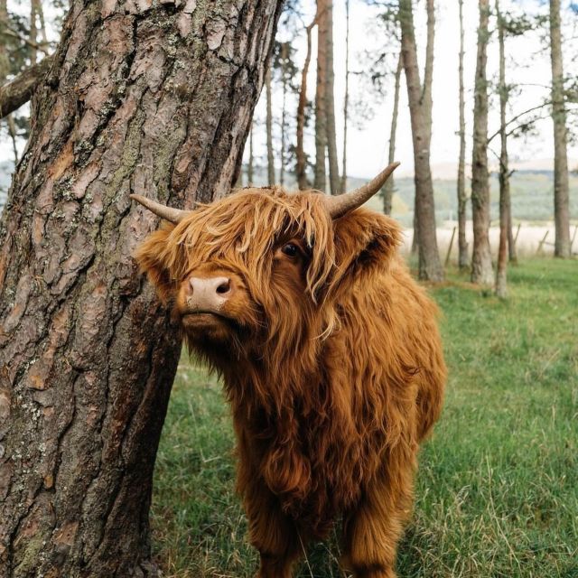 From Edinburgh: 2-Day Ultimate Highland Tour with Hotel - Hotel, Pickup, and How the Timing Really Feels