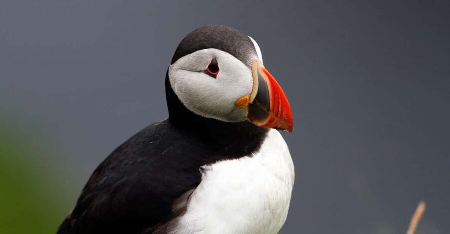 From Edinburgh: 4-Day Mull, Iona, Staffa & Puffin Isles tour - Key things that make this tour worth your time