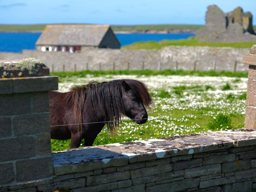From Edinburgh: 6-Day Shetland & Nothernmost Explorer - Timing, puffin season, and what to pack for North Sea weather