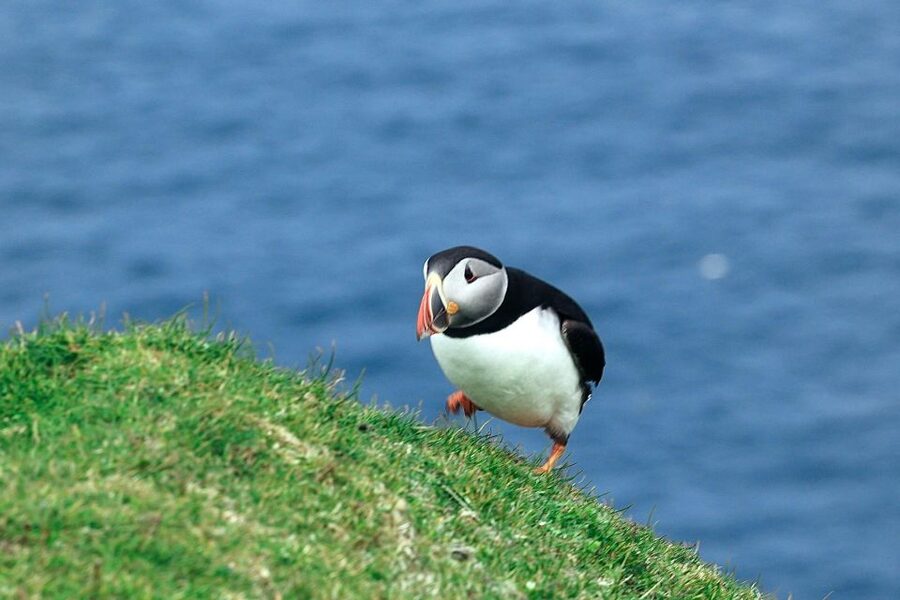 From Edinburgh: 6-Day Shetland & Nothernmost Explorer - What the small-group setup means (and why it matters on Shetland)