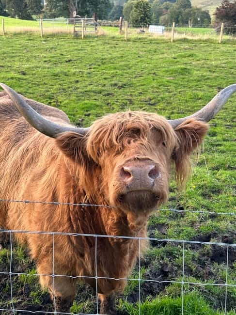 From Edinburgh: Glenfinnan, Fort William and Highland Cows - Key Things You’ll Notice on This Day Trip