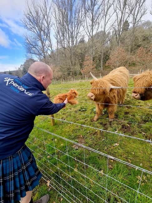 From Edinburgh: Glenfinnan, Fort William and Highland Cows - Highland Cows at the End: Why This Last Stop Hits Hard