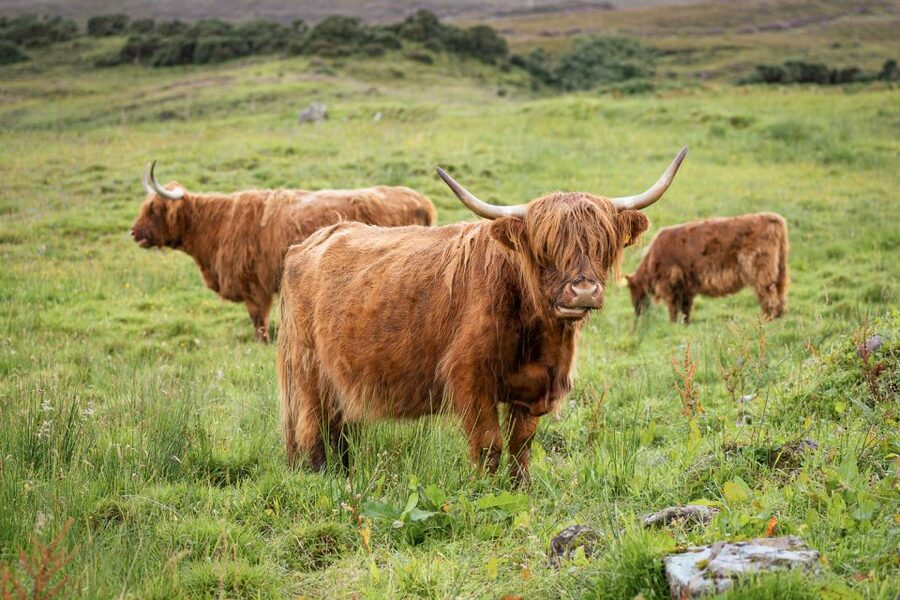 From Edinburgh: Loch Ness and The Highlands Tour - The Value Question: Paying $89 for a 12-Hour Highlands Hit