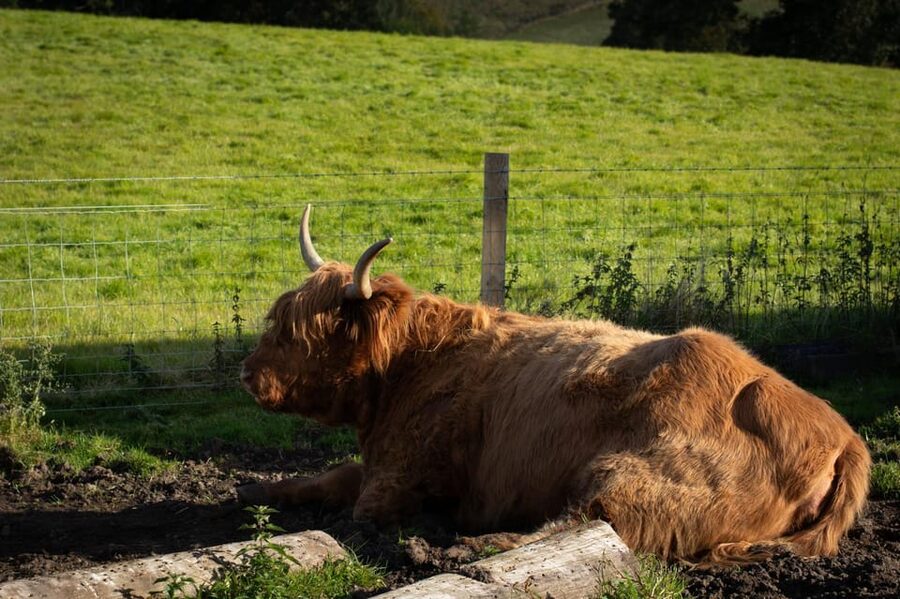 From Edinburgh: Loch Ness, Glencoe & Scottish Highlands Tour - Hairy Coos and Nessie: the difference between famous and guaranteed