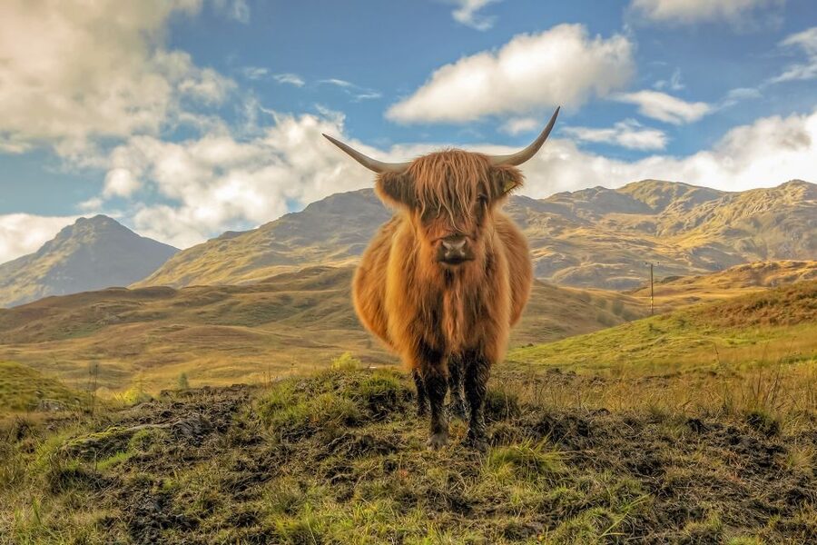 From Glasgow: Loch Lomond, Trossachs & Stirling Castle Tour - Trossachs National Park as Rob Roy country, not just a scenic bus ride