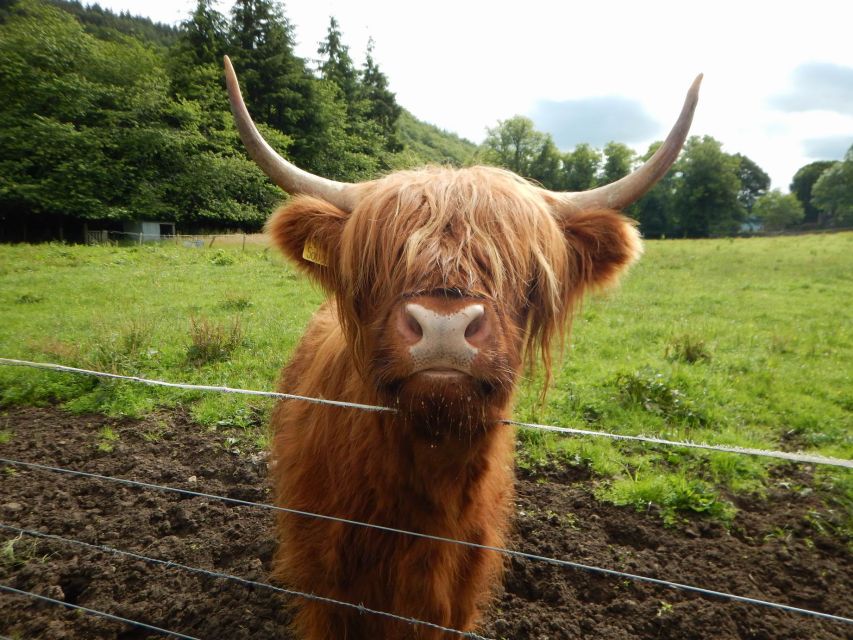 From Glasgow: Scottish Highlands & Isle of Skye 5-Day Tour - How to handle the pace, weather, and meal planning