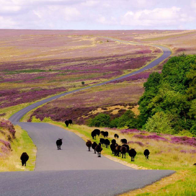 From London: The North York Moors with Steam Train to Whitby - The North York Moors Railway steam ride to Whitby