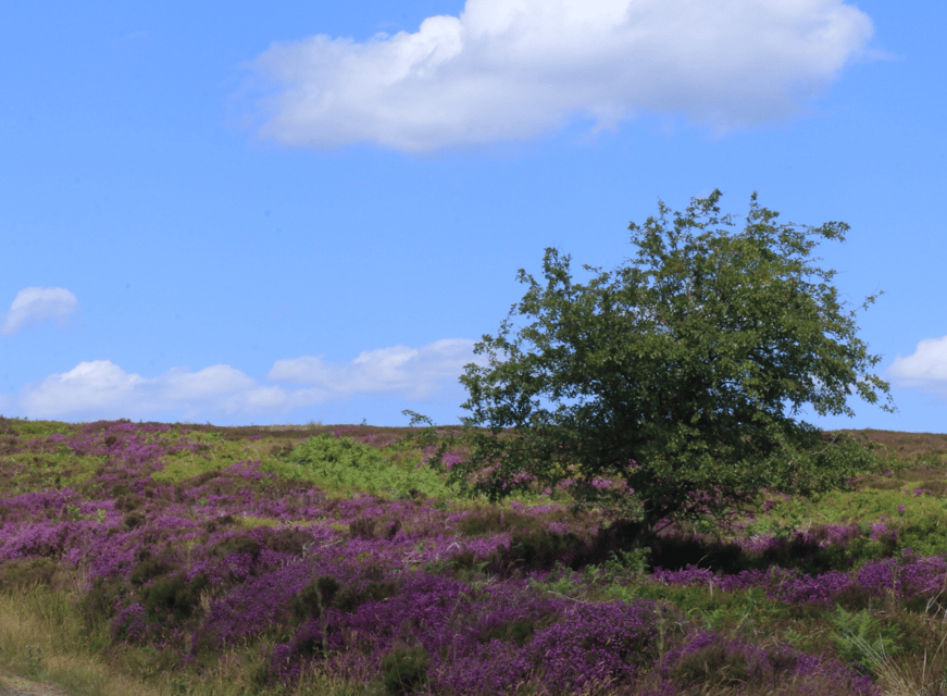 From York: North Moors and Whitby Tour - Byland Abbey ruins, one focused stop in a sea of monastic sites