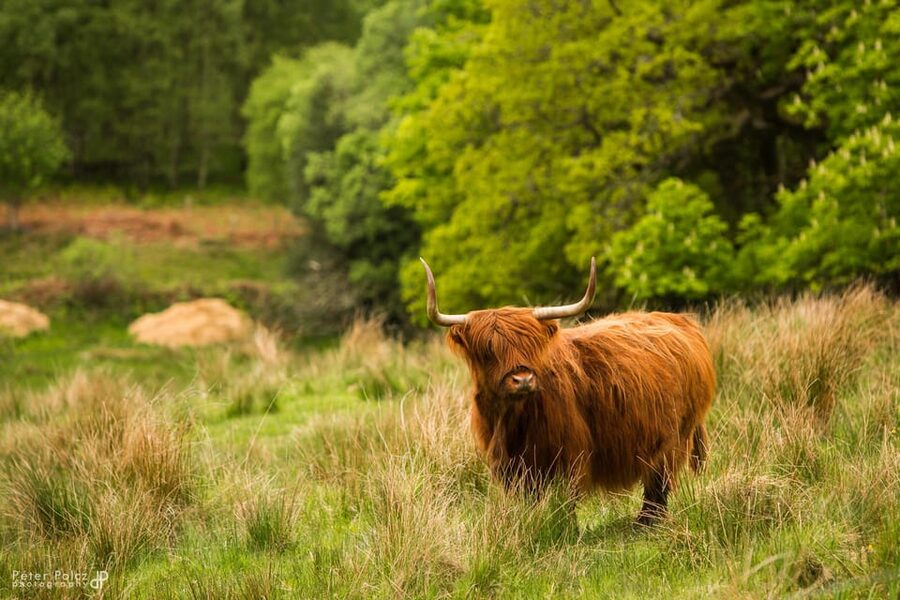 Glasgow: Loch Ness, Glen Coe, Hairy Coos & The Highlands - Glasgow Origins, Then Loch Lomond And Luss For A Gentle Start