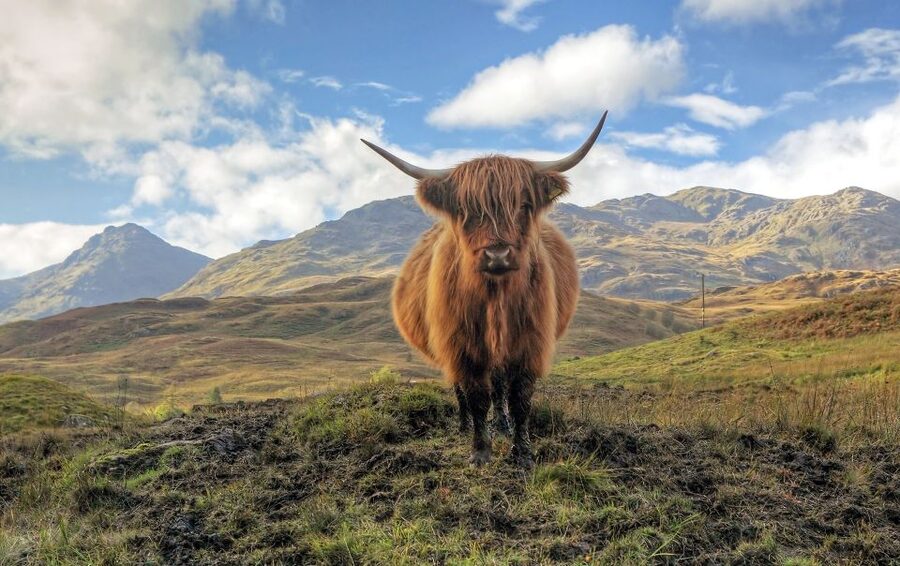 Greenock: Shore Excursion to Stirling Castle and Loch Lomond - Price and value: is $92 a fair deal for an 8-hour shore day?
