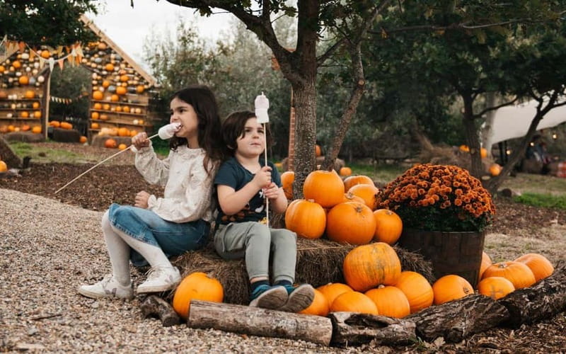 Hounslow: Pumpkin Patch Plus Entry to Hobbledown Heath - Hobbledown Heath Plus Pass, what you are really buying