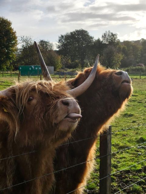 Invergordon Shore excursion, Culloden Battlefield, Loch Ness - Loch Ness: short, scenic, and worth the photos