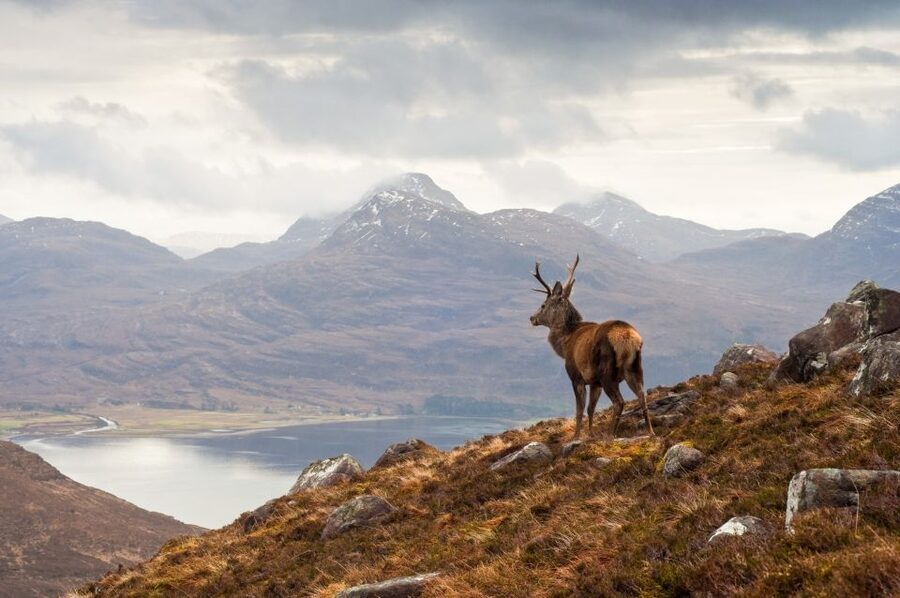 Inverness: Applecross, Loch Carron & Wild Highlands Day Tour - The Return Loop: Loch Torridon, Beinn Eighe Nature Reserve, and Village Breaks