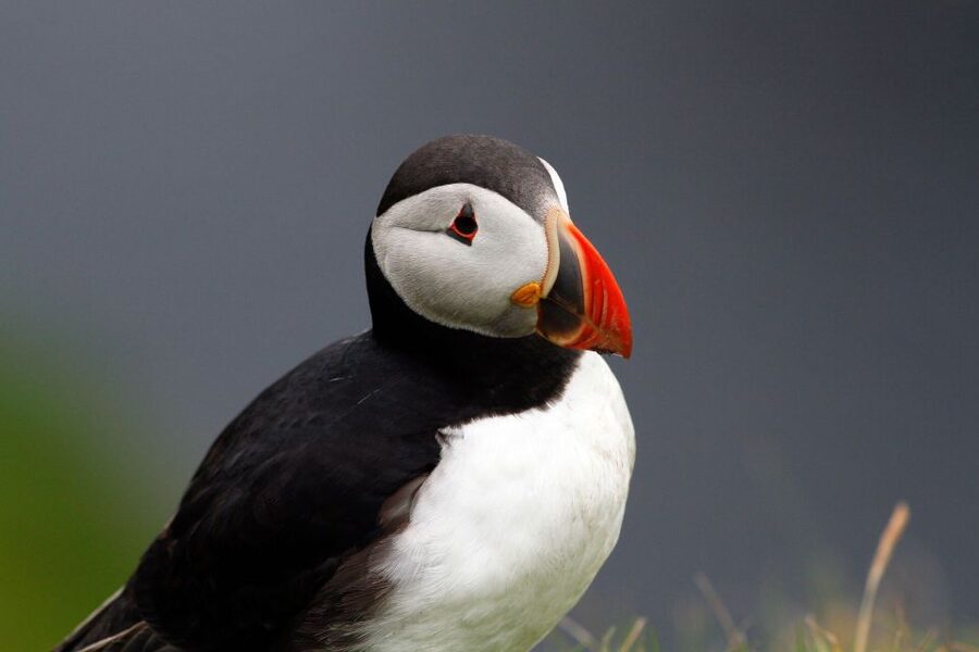 Inverness: Moray Coast, Wildlife and Speyside Whisky Tour - The day in real-world terms