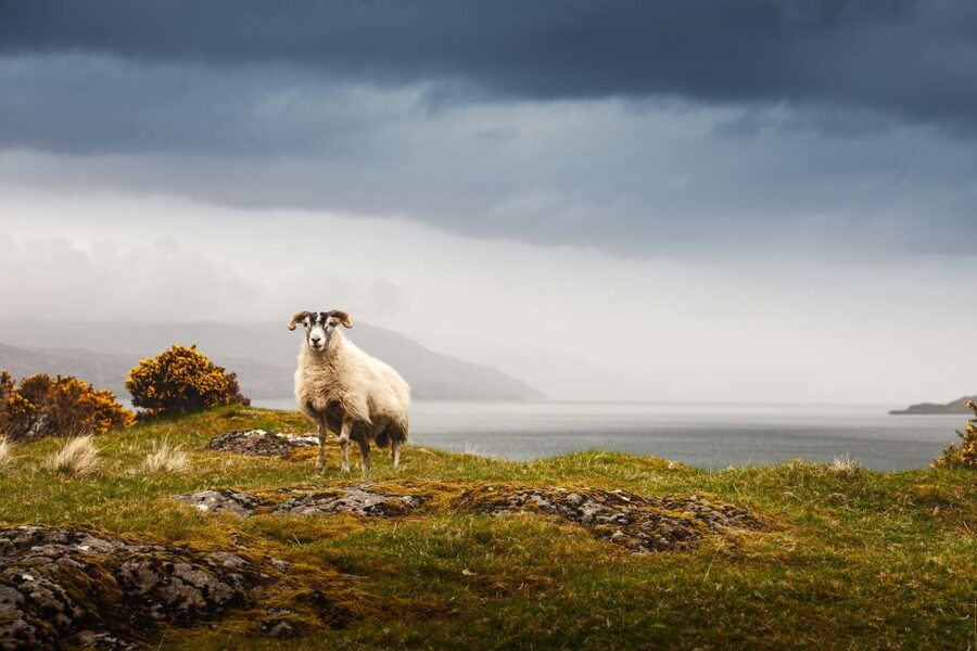 Isle of Mull and Iona 3-Day Small-Group Tour from Glasgow - How the price stacks up for value at $682 per person
