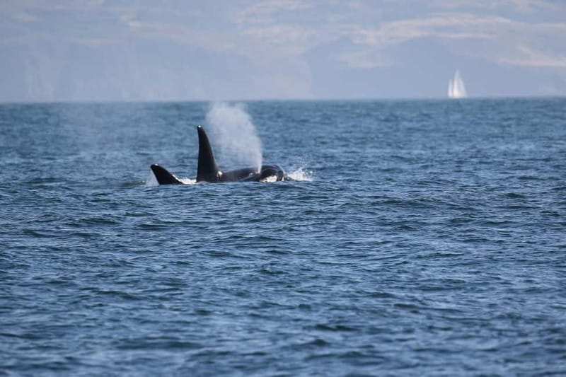 Isle of Mull: Guided Wildlife Watch at Glengorm Castle - What to Bring for a Windy, Waterproof Coast