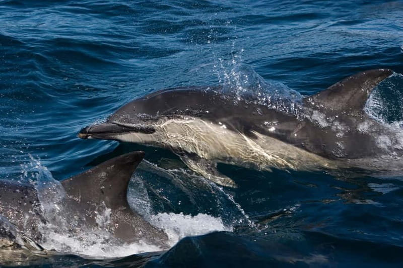 Isle of Mull: Guided Wildlife Watch at Glengorm Castle - Meet at Glengorm Coffee Shop, Then Ease Into the Estate