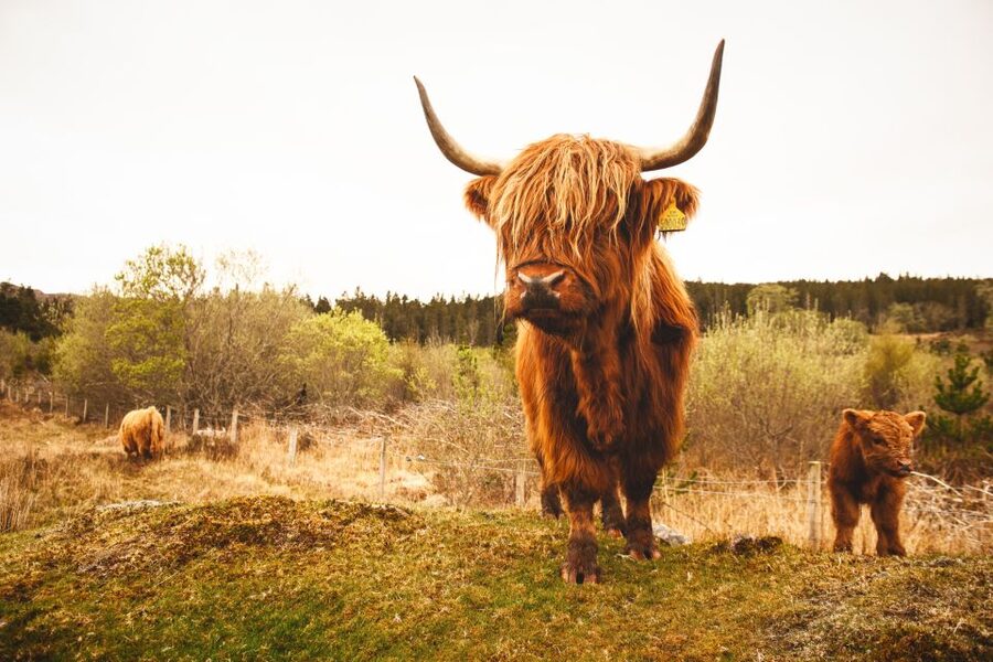 Isle of Skye and the Highlands 5-Day Tour from Edinburgh - Price and Logistics: Does $1,159 Feel Like Value?