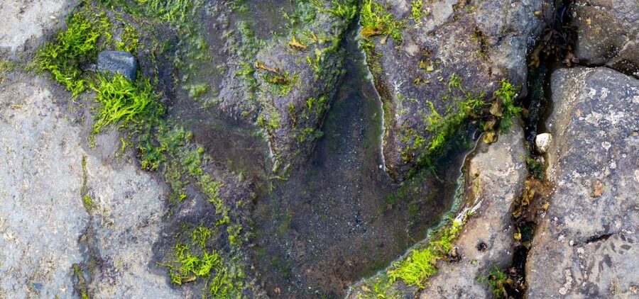 Isle of Skye Driving Tour from Portree with an APP - Staffin Dinosaur Museum: a smart brain break