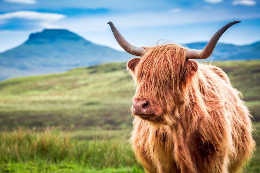 Isle of Skye & The Highlands: 3-Day Guided Tour from Glasgow - Inverness bed and breakfast night: your practical reset before Skye