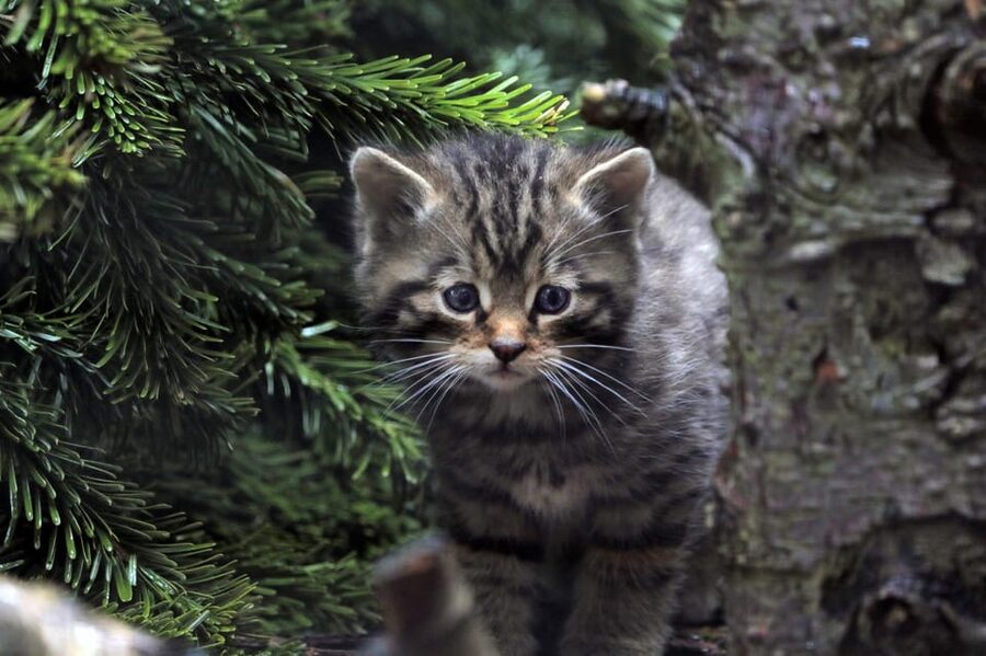 Kingussie: Highland Wildlife Park Entry Ticket - FAQ