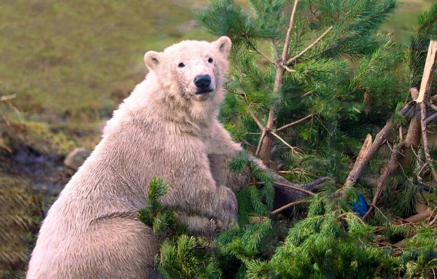 Kingussie: Highland Wildlife Park Entry Ticket - The Drive-Through Reserve in Your Vehicle