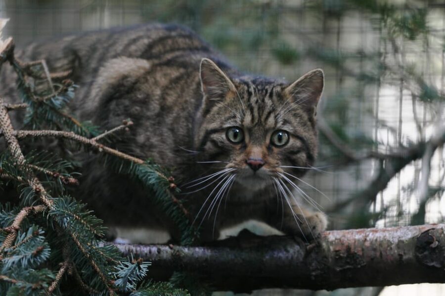 Kingussie: Highland Wildlife Park Entry Ticket - Educational Talks, Tours, and Conservation Science You Help Fund