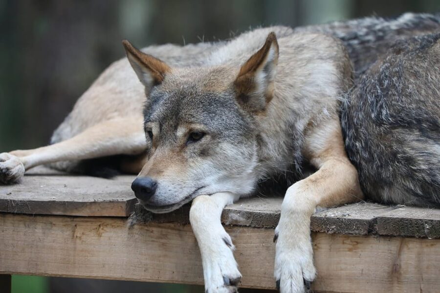 Kingussie: Highland Wildlife Park Entry Ticket - Timing, Tickets, and Practical Tips for a Smooth One-Day Visit