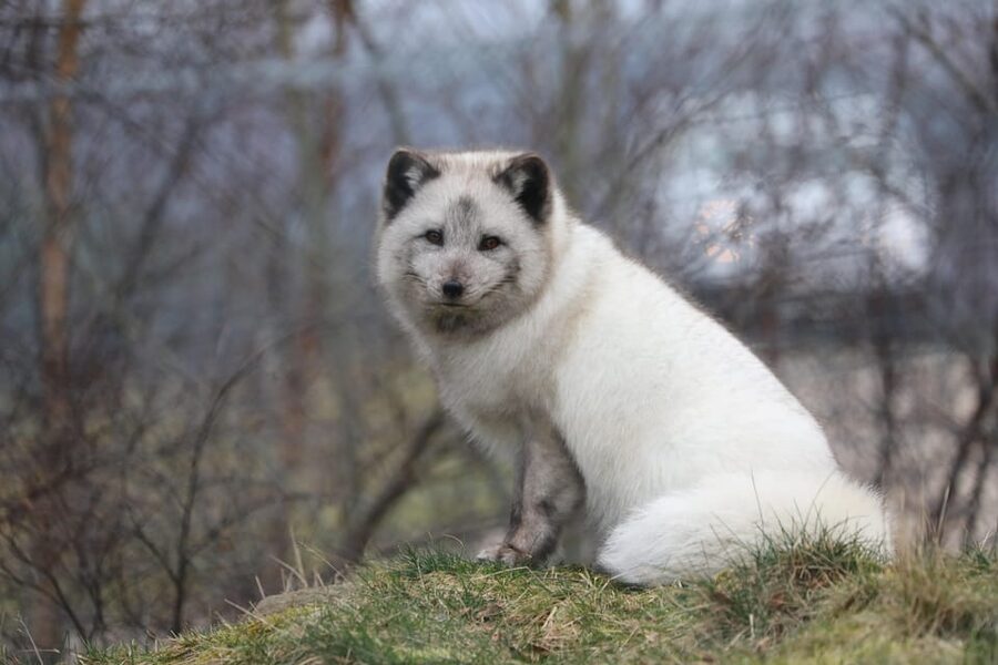 Kingussie: Highland Wildlife Park Entry Ticket - Should you book this Highland Wildlife Park entry ticket?