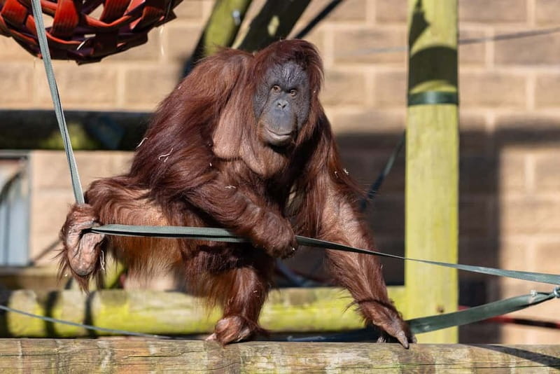 Leicestershire: Twycross Zoo Entry Ticket - Entering Twycross Zoo: Plan Your Loop on 100 Acres
