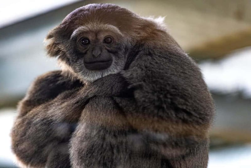 Leicestershire: Twycross Zoo Entry Ticket - Keeper Moments and Endangered-Species Conservation You Can Feel