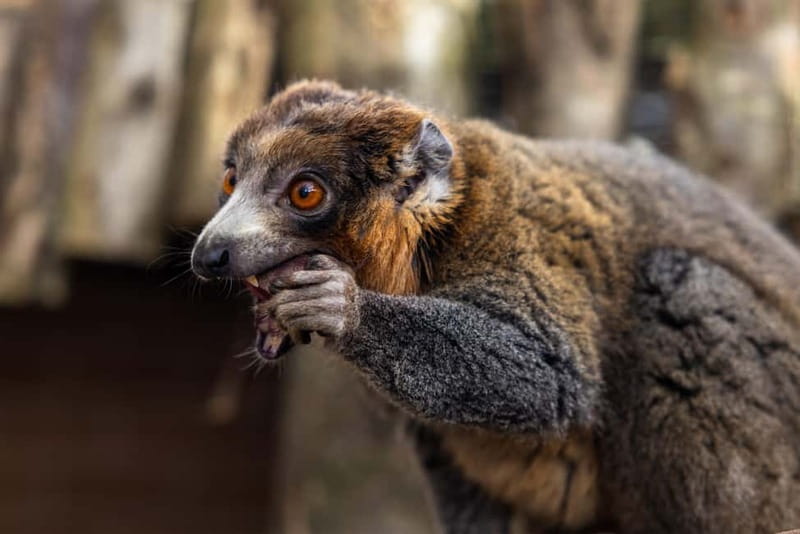 Leicestershire: Twycross Zoo Entry Ticket - Food, Donuts, and Budgeting for a Full-Day Zoo Lunch