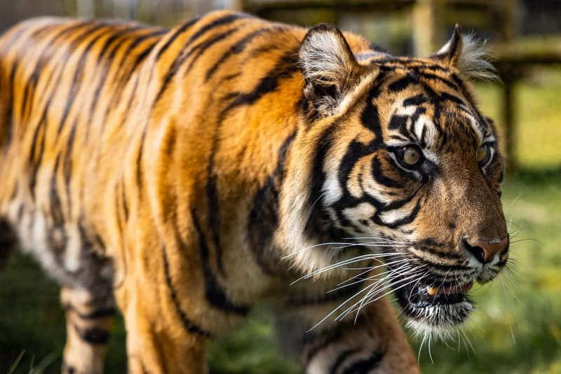 Leicestershire: Twycross Zoo Entry Ticket - Price and Ticket Value: One Day, Outdoor Play Included