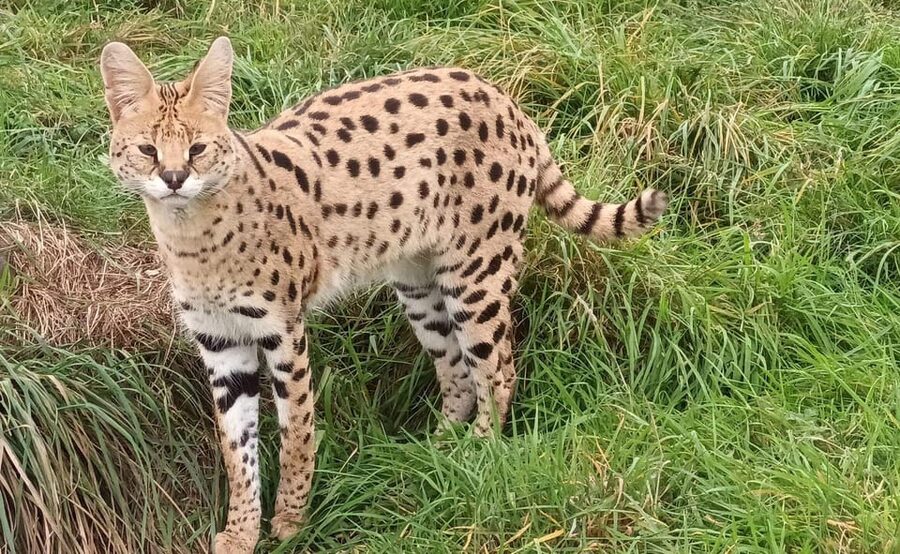 Lincolnshire: ARK Wildlife and Dinosaur Park Entry Ticket - The outdoor animal walk: enclosures with visible care
