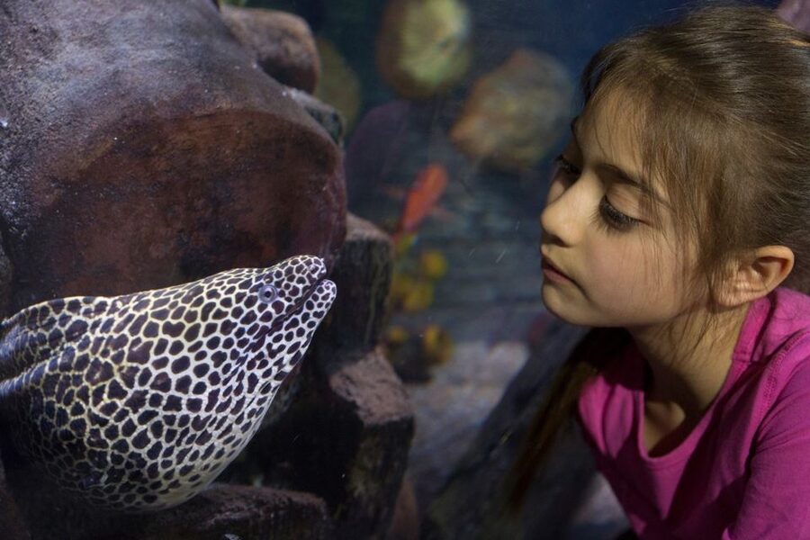 Loch Lomond: Sea Life Entrance Ticket - Key things that make this ticket worth your attention