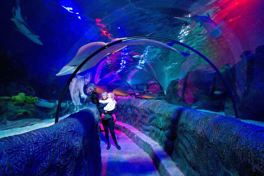 Loch Lomond: Sea Life Entrance Ticket - Sea Life Loch Lomond: what you really get for a $19 day ticket