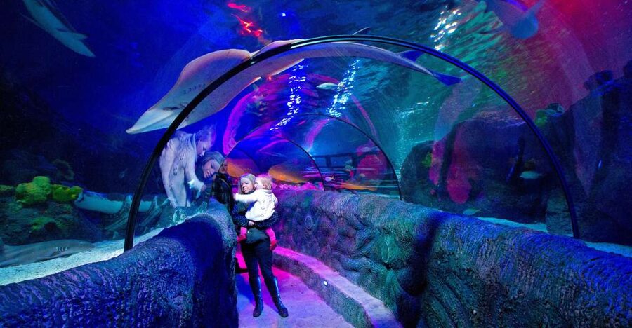 Loch Lomond: Sea Life Entrance Ticket - Interactive rock pool, starfish, and the Lair of Claws