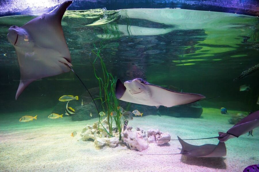 Loch Lomond: Sea Life Entrance Ticket - Big ocean tank and blacktip reef sharks: finish with the main event