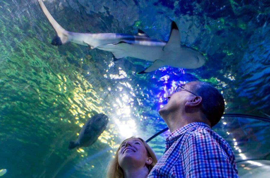 Loch Lomond: Sea Life Entrance Ticket - Start smart: use feeding talks and the quieter times to pace your day