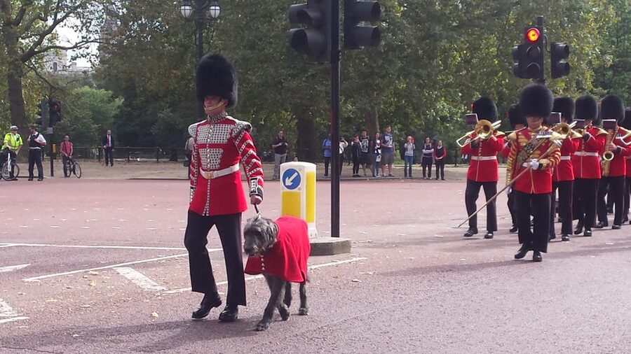 London: Changing of the Guard Walking Tour - Guide impact, with examples like Paul, Alex G, and Angie
