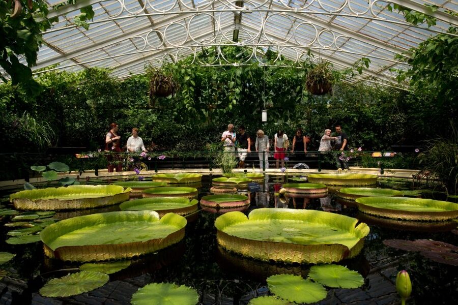 London: Kew Gardens Admission Ticket - Arboretum and the 14,000+ Trees: Where the Walking Gets Rewarded